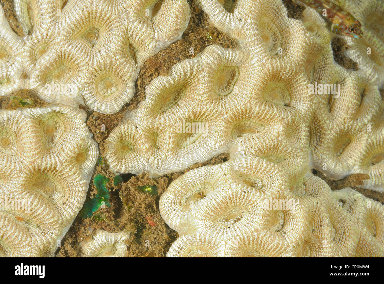 Brain coral Favia sp., Tulamben, Bali, Indonesia, Indo-pacific Ocean Stock Photo