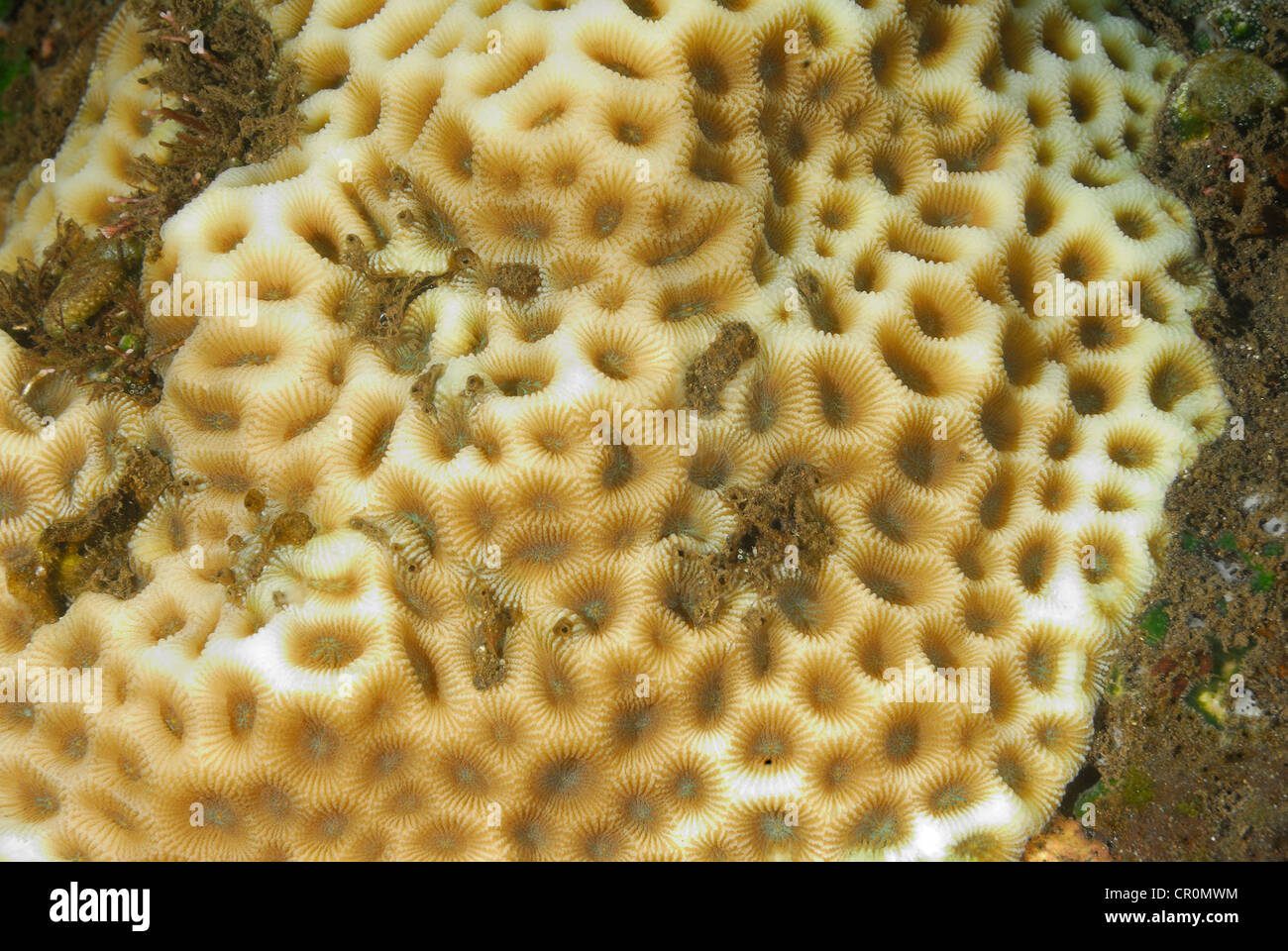 Larger star coral Favites pentagona, Faviidae, Tulamben, Bali, Indonesia, Indo-pacific Ocean Stock Photo