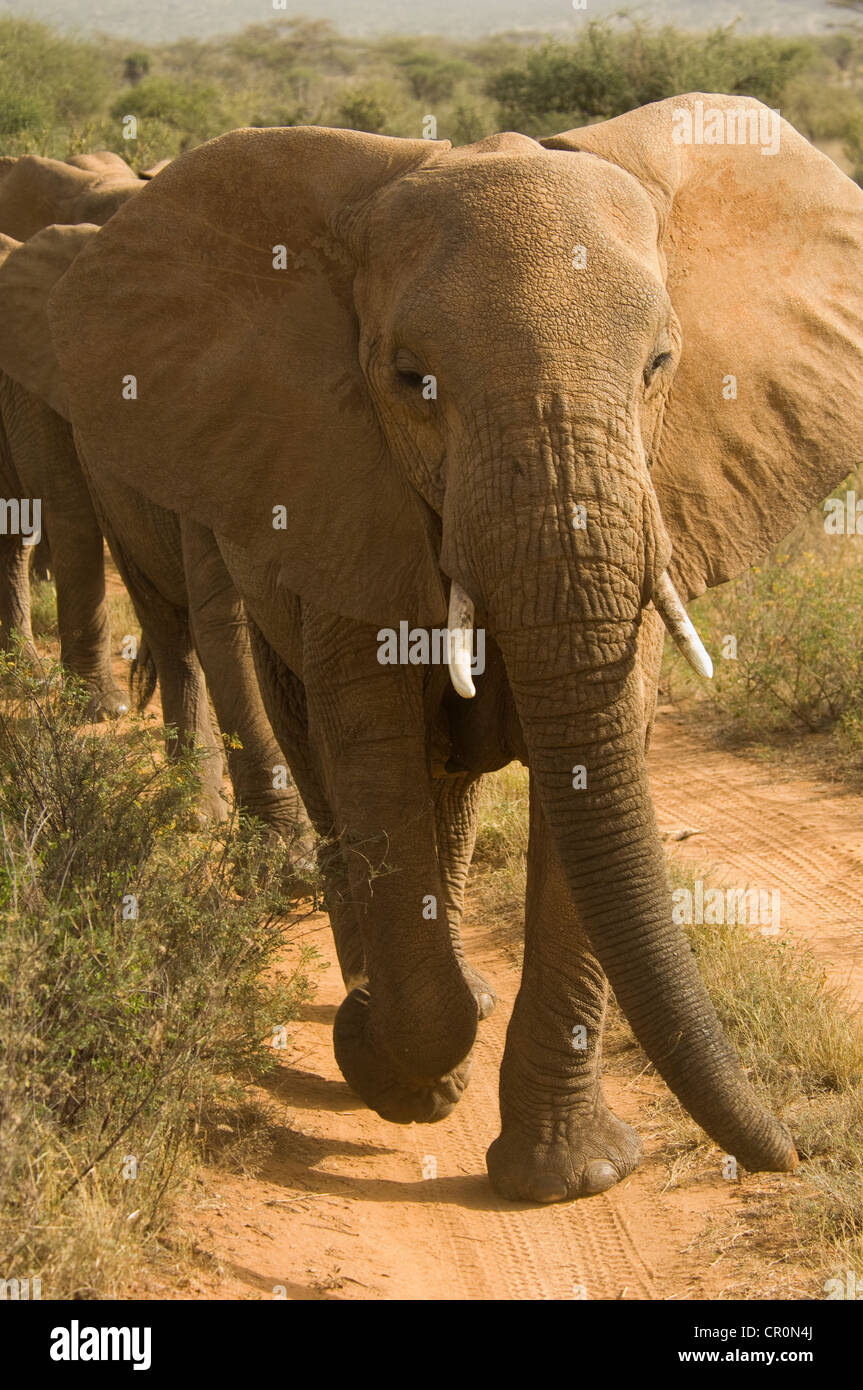 Elephants walking in line down dirt road Stock Photo