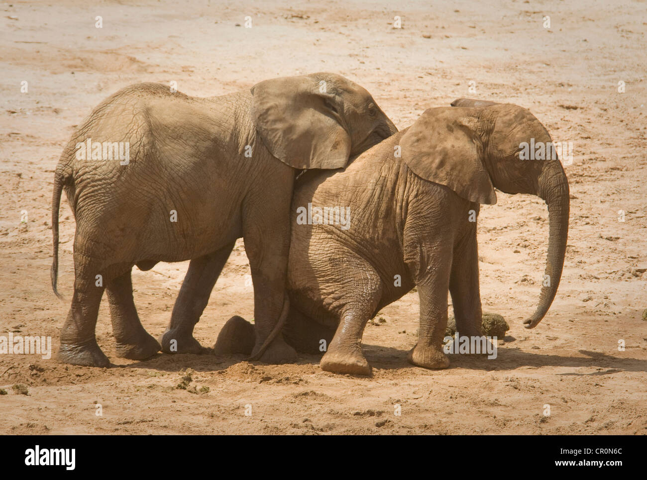 Two young elephants playing, one on knees Stock Photo Alamy