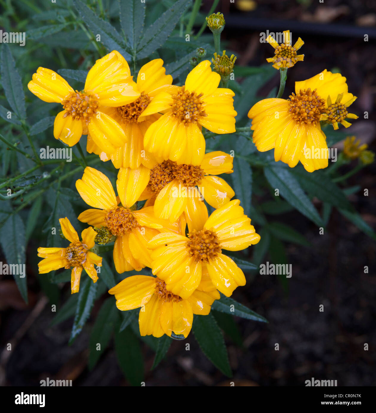 Mexican Marigold (Tagetes lucida) flowers.Also known as pericón, Mexican mint marigold, Mexican tarragon, Spanish tarragon. Stock Photo