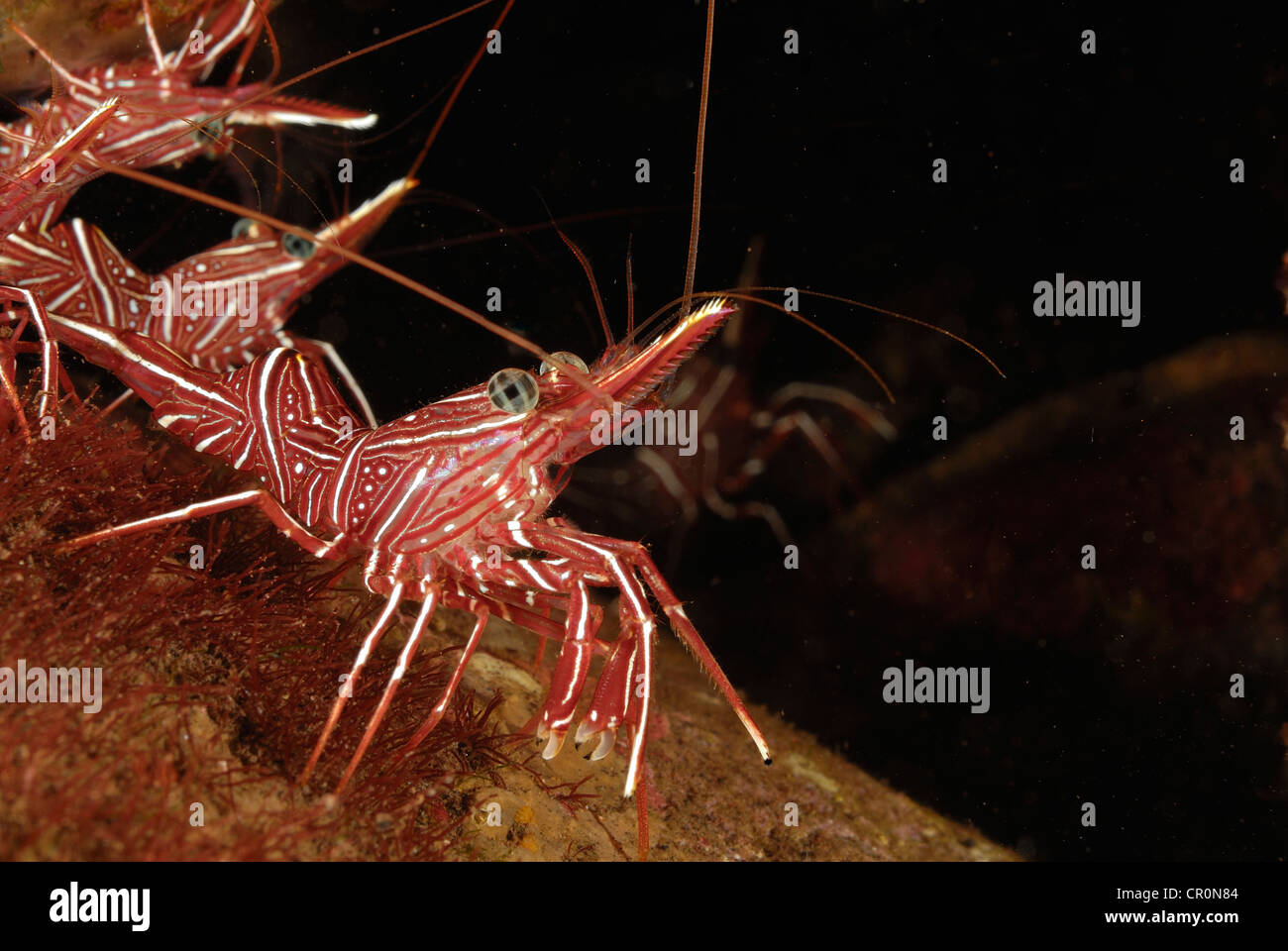 Dancing shrimp or camelback shrimp Rhynchocinetes durbanensis,  Rhynchocinetidae, Tulamben, Bali, Indo-pacific Ocean, Asia Stock Photo