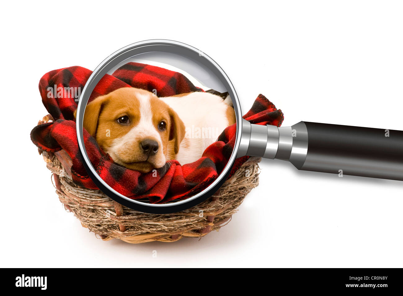 Cute Puppy Under The Looking Glass. Stock Photo