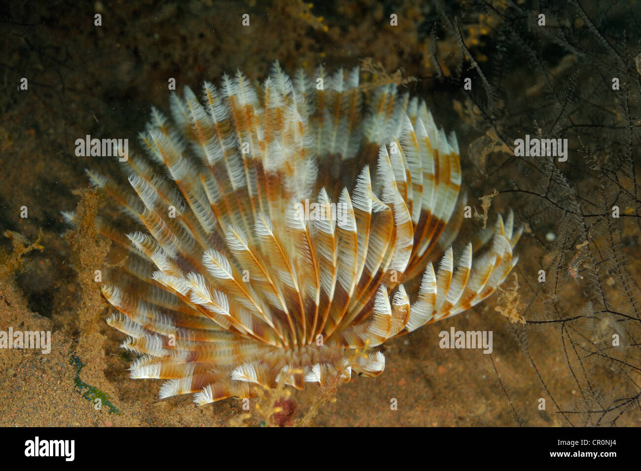 Feather Duster Worm, Sabellastarte sp. .Sabellidae, Anellidae, Segret Bay, Gilimanuk, Bali, Indonesia, Asia Stock Photo