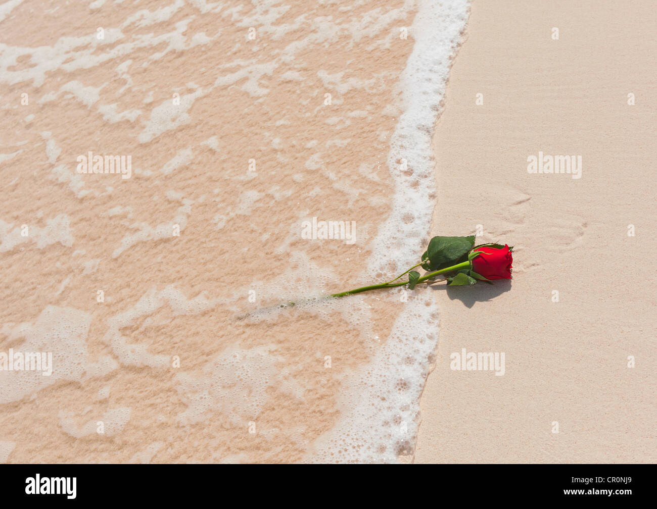 Mexico, Yucatan, Red rose on beach Stock Photo Alamy