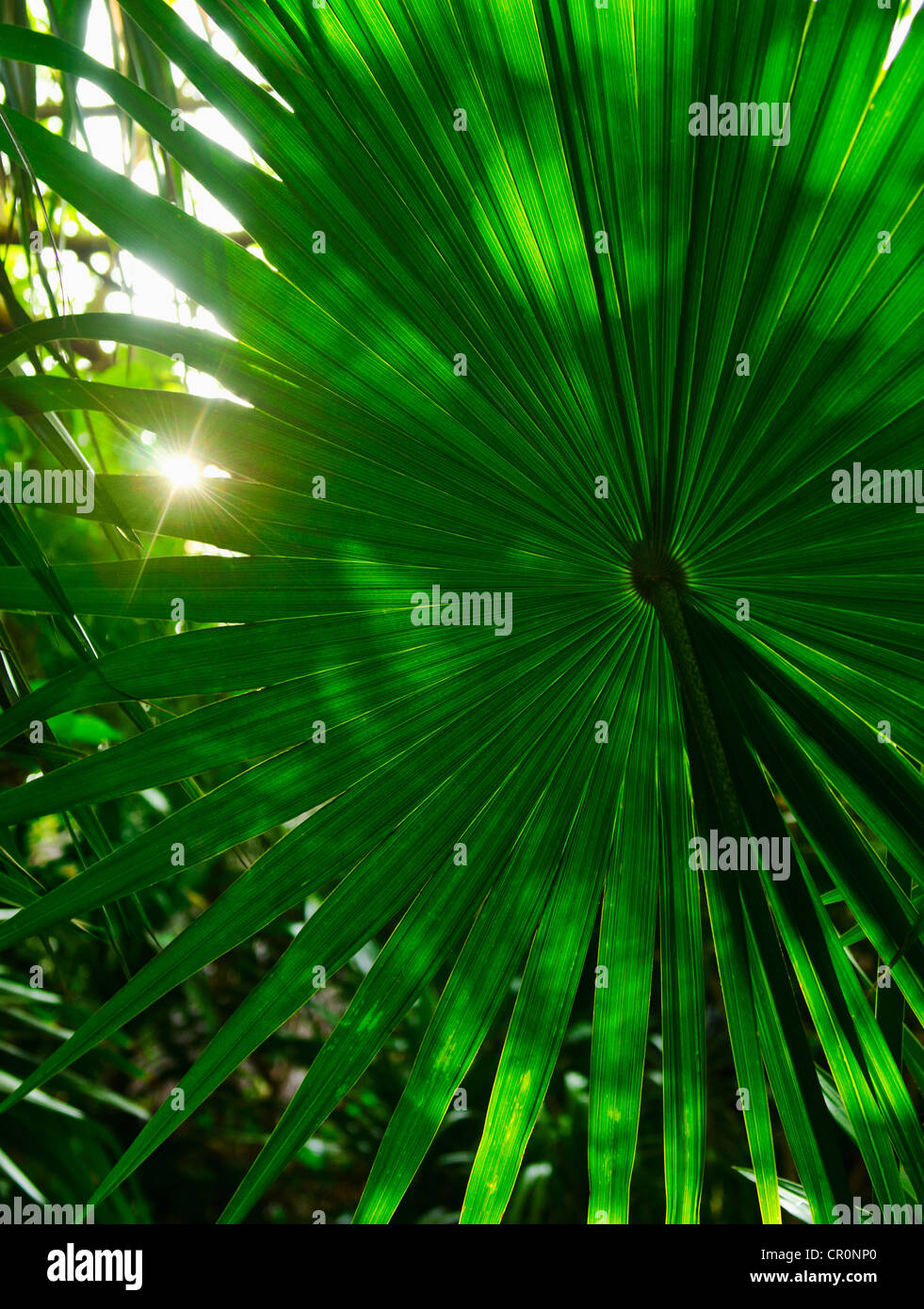 Mexico, Yucatan, Palm grove Stock Photo