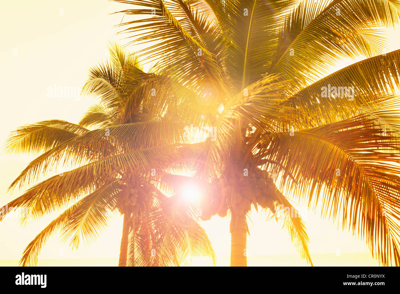 Mexico, Yucatan, Palm trees at sunset Stock Photo