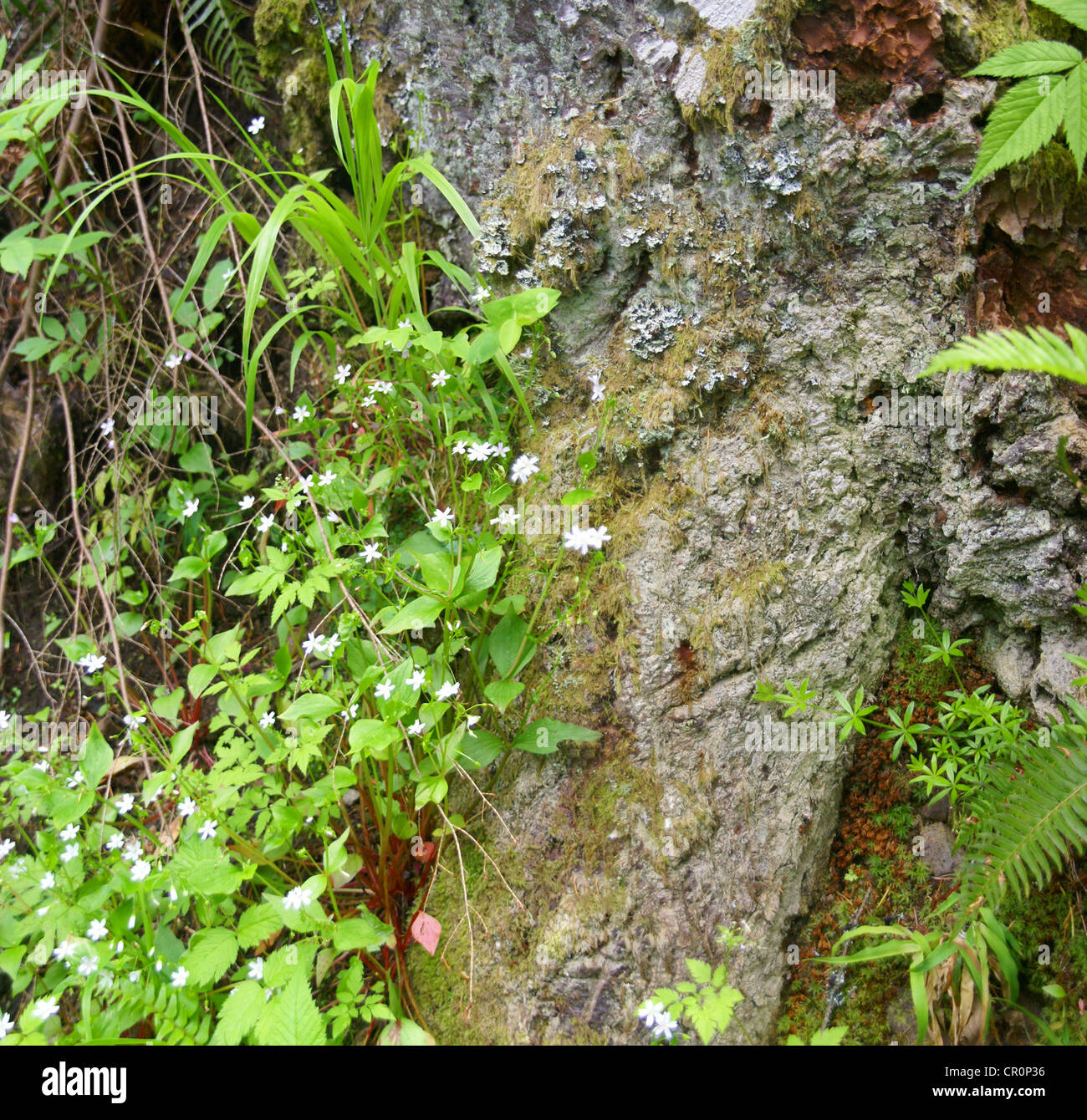 Ground cover on forest floor, Tiger Mountain, Pacific Northwest Stock