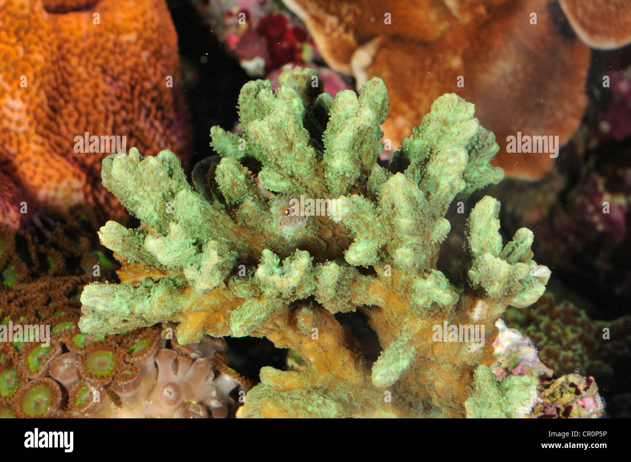 Acropora sp., hard coral, Acropridae, Celentata, indo-pacific Ocean Stock Photo