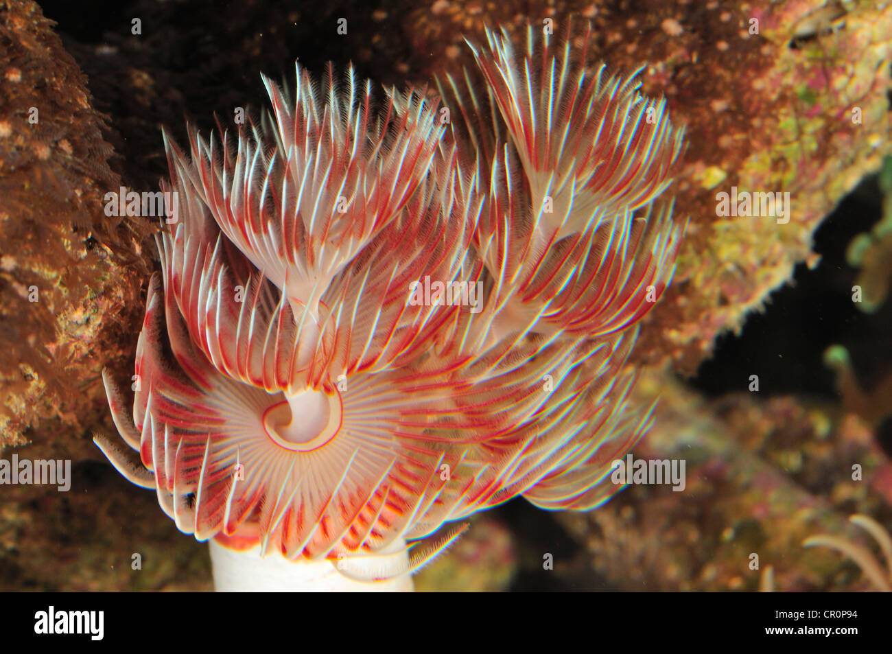 Dwarf colored feather duster hires stock photography and images Alamy