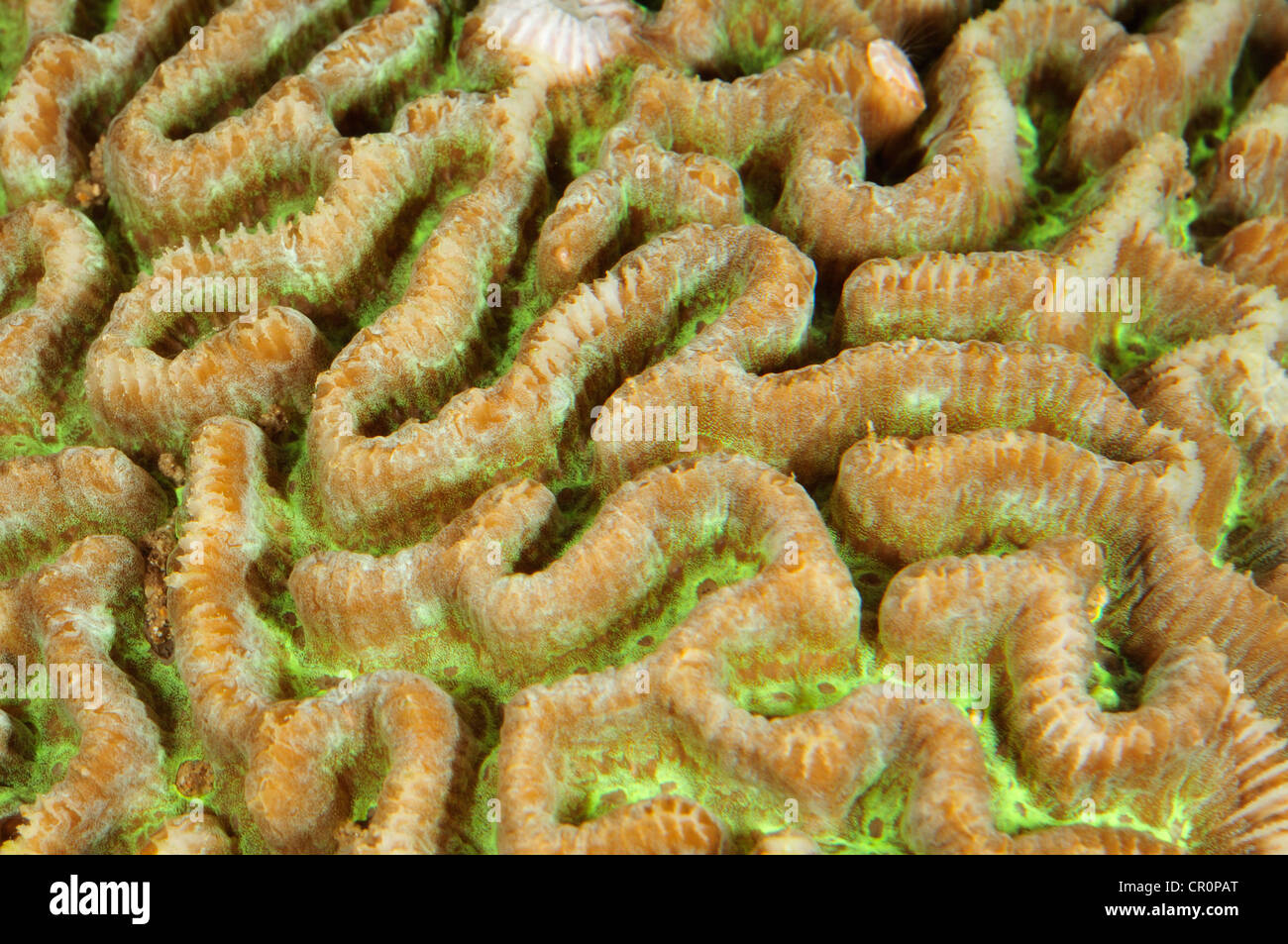 Maze coral Platygyra daedalea, Faviidae, Indo-pacific Ocean Stock Photo