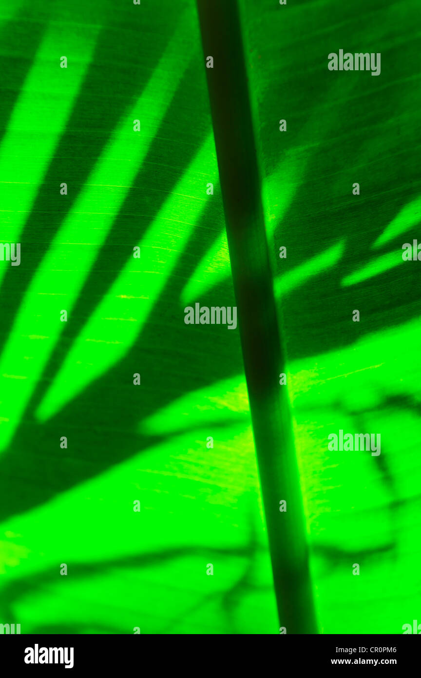 Mexico, Yucatan, Palm leaf Stock Photo