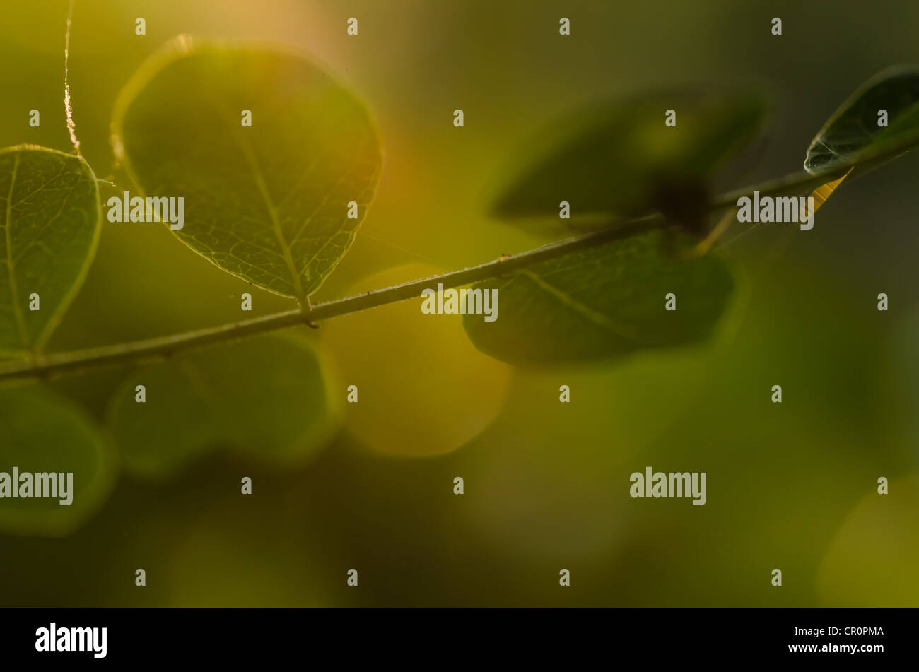 Sunlight on tree branch hi-res stock photography and images - Alamy
