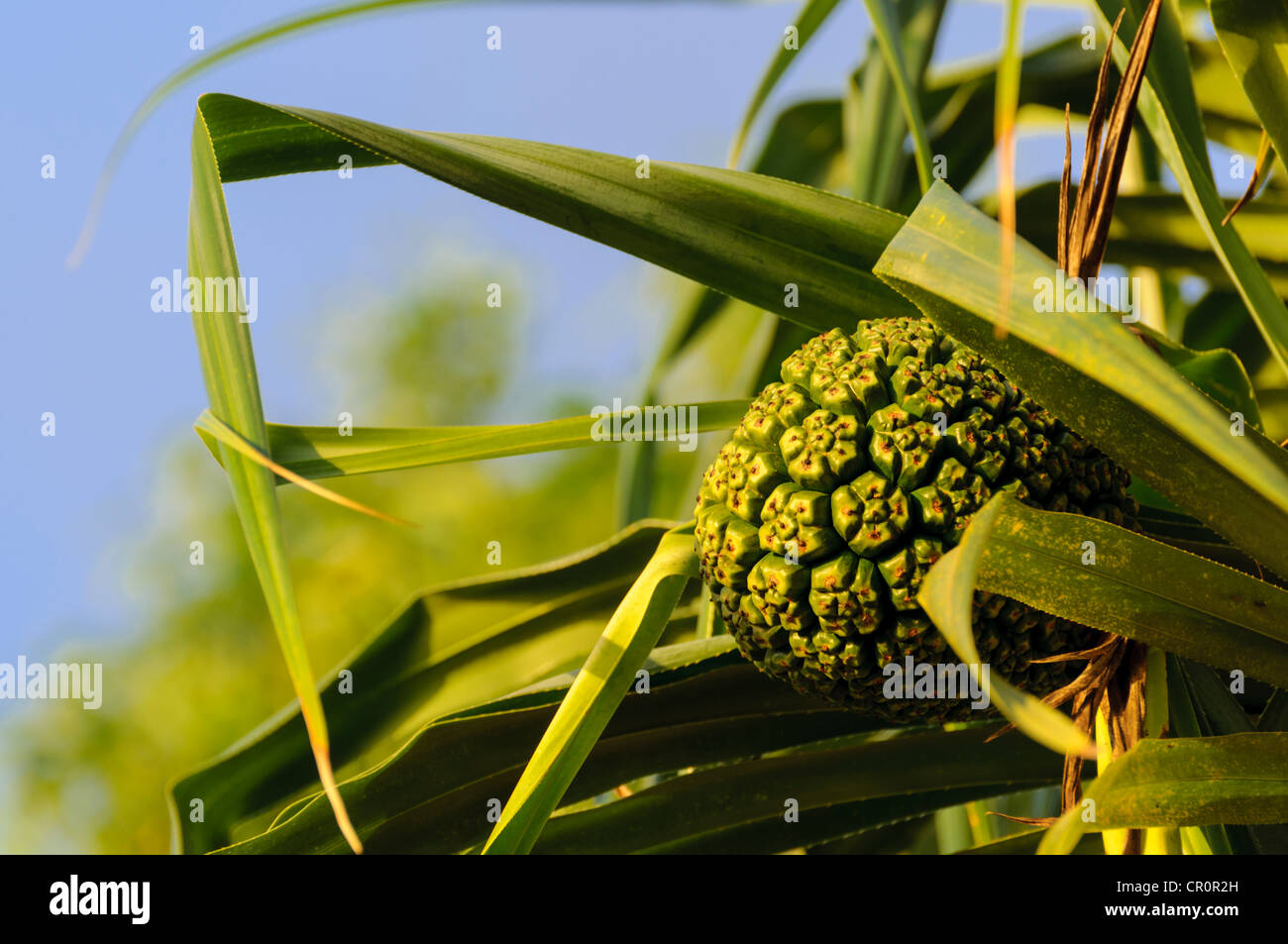 Pandanus fruit growing on a tree in Port Vila, Vanuatu, South Pacific
