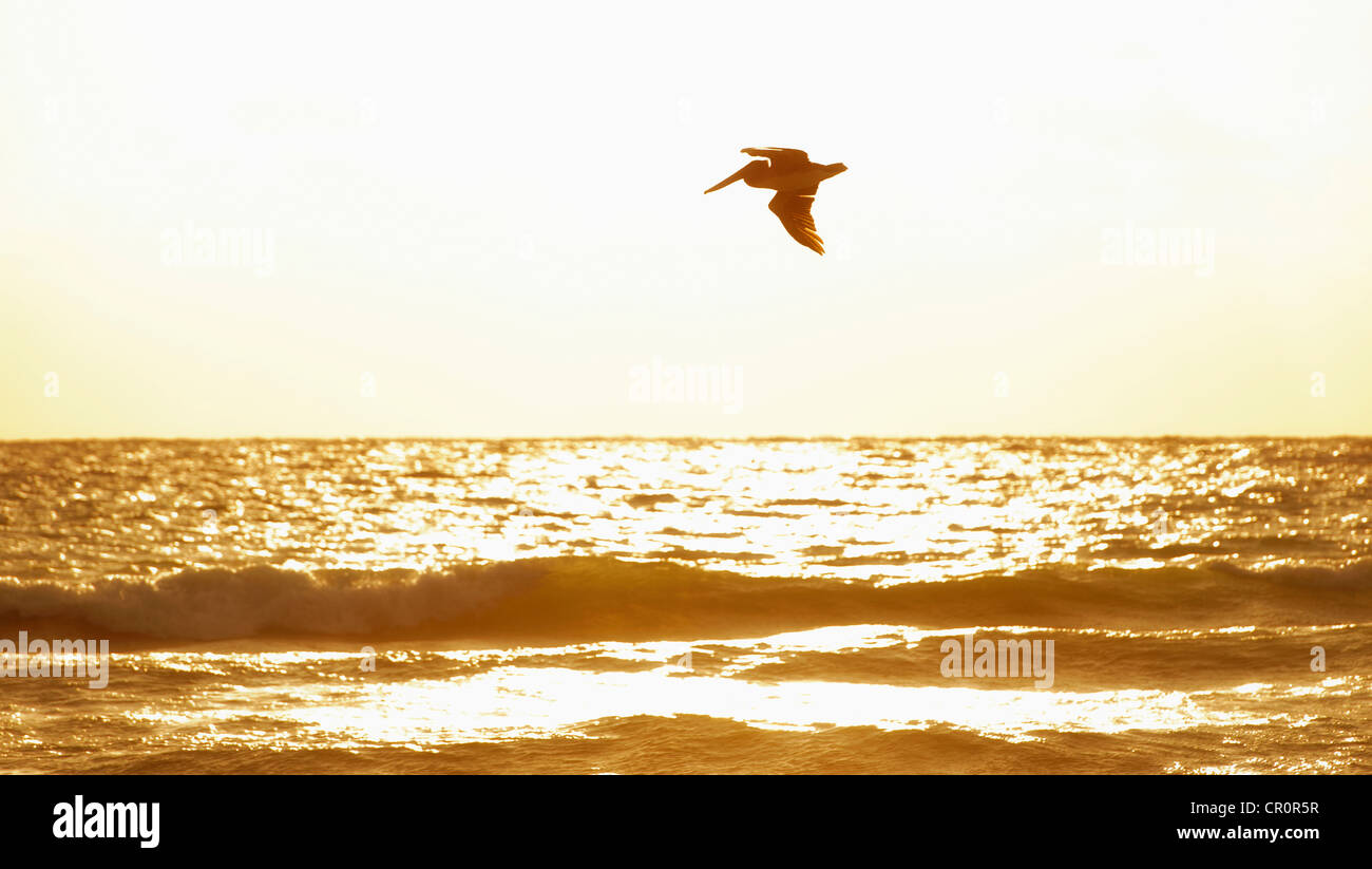 Mexico, Yucatan, Bird flying over ocean Stock Photo