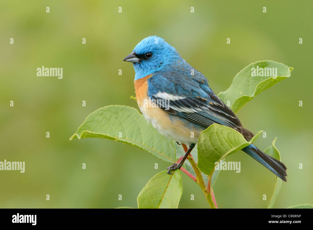 Male Lazuli Bunting (Passerina amoena) perched on a leaf, Western Montana Stock Photo