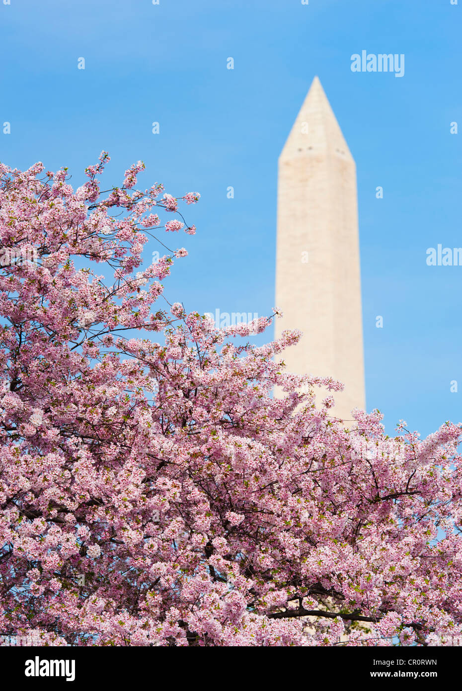 USA, Washington DC, Cherry tree in blossom with Jefferson Memorial in ...
