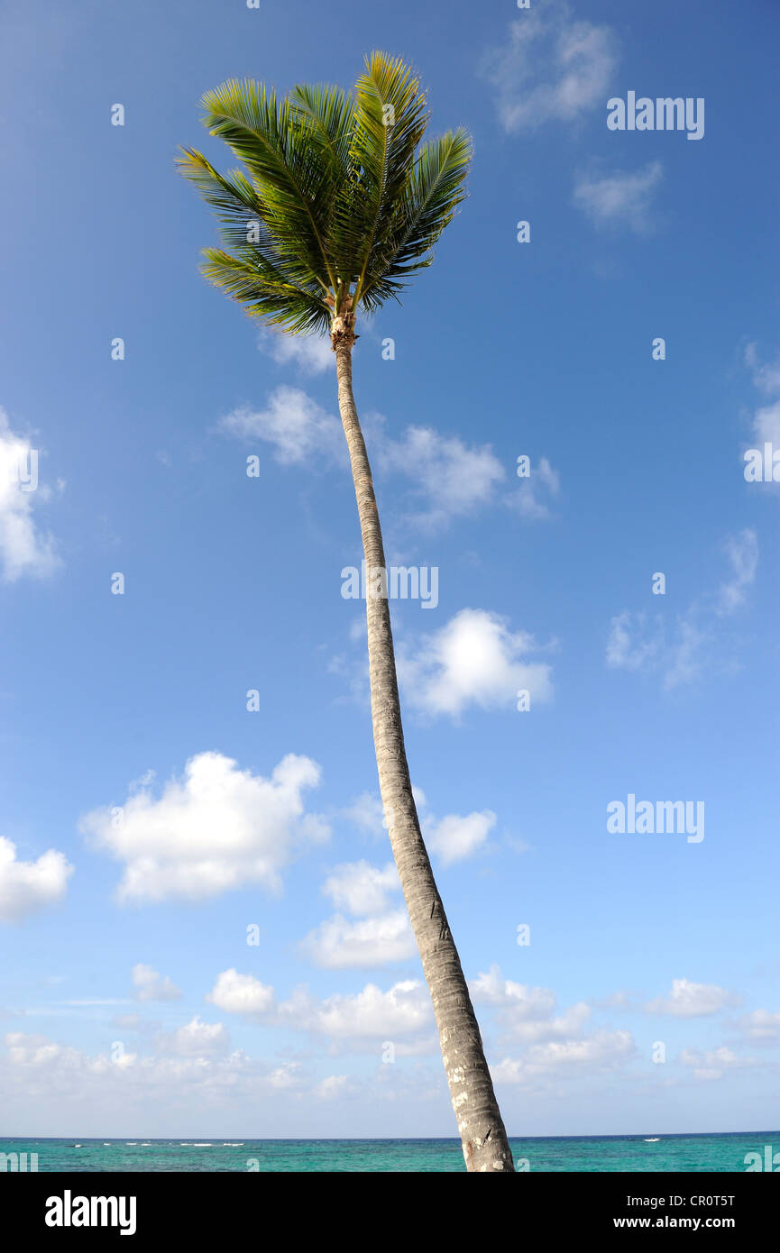 Coconut palm (Cocos nucifera), Punta Cana, Dominican Republic, Caribbean Stock Photo Alamy