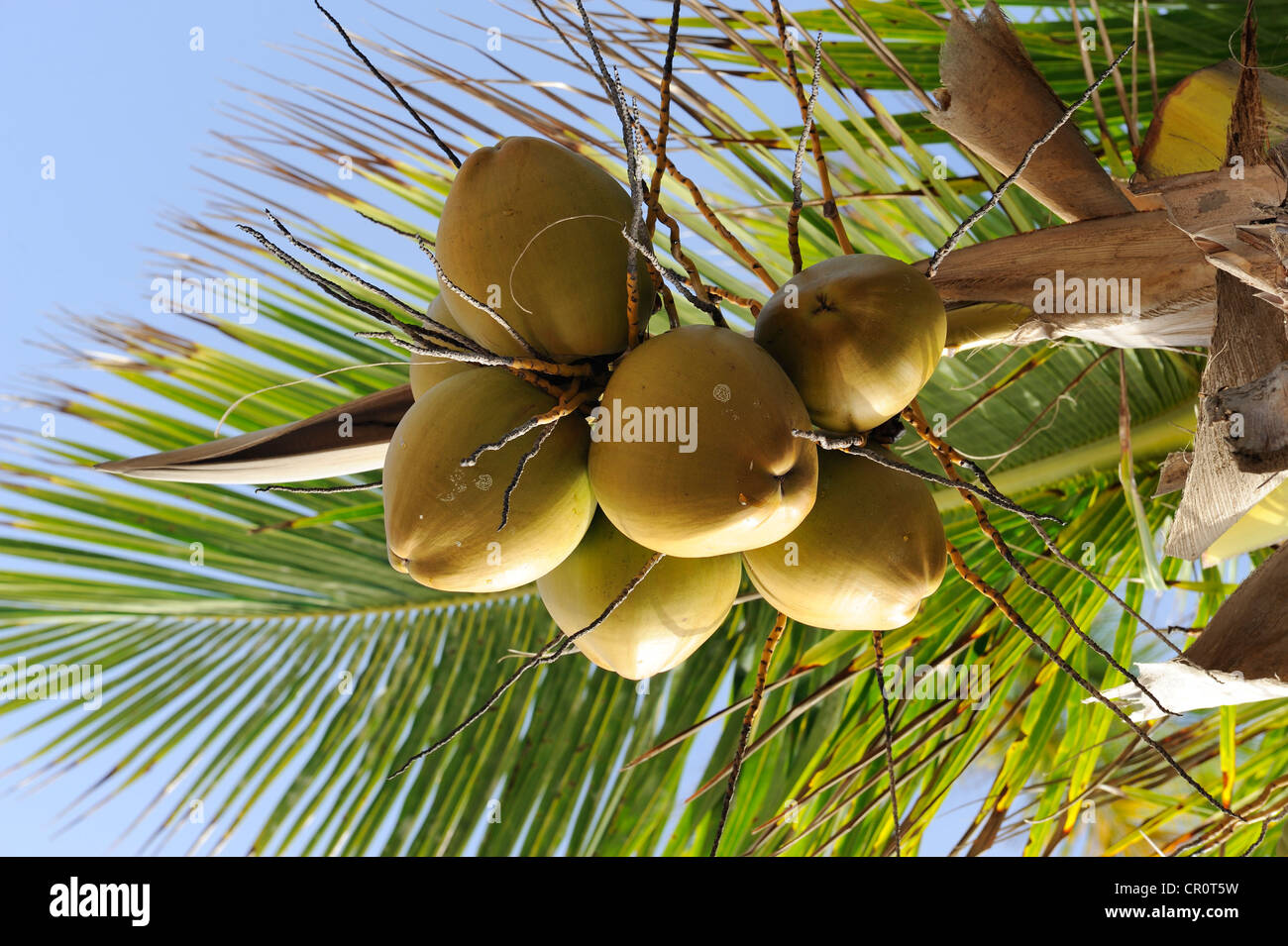 Coconuts on a coconut palm (Cocos nucifera), Dominican Republic