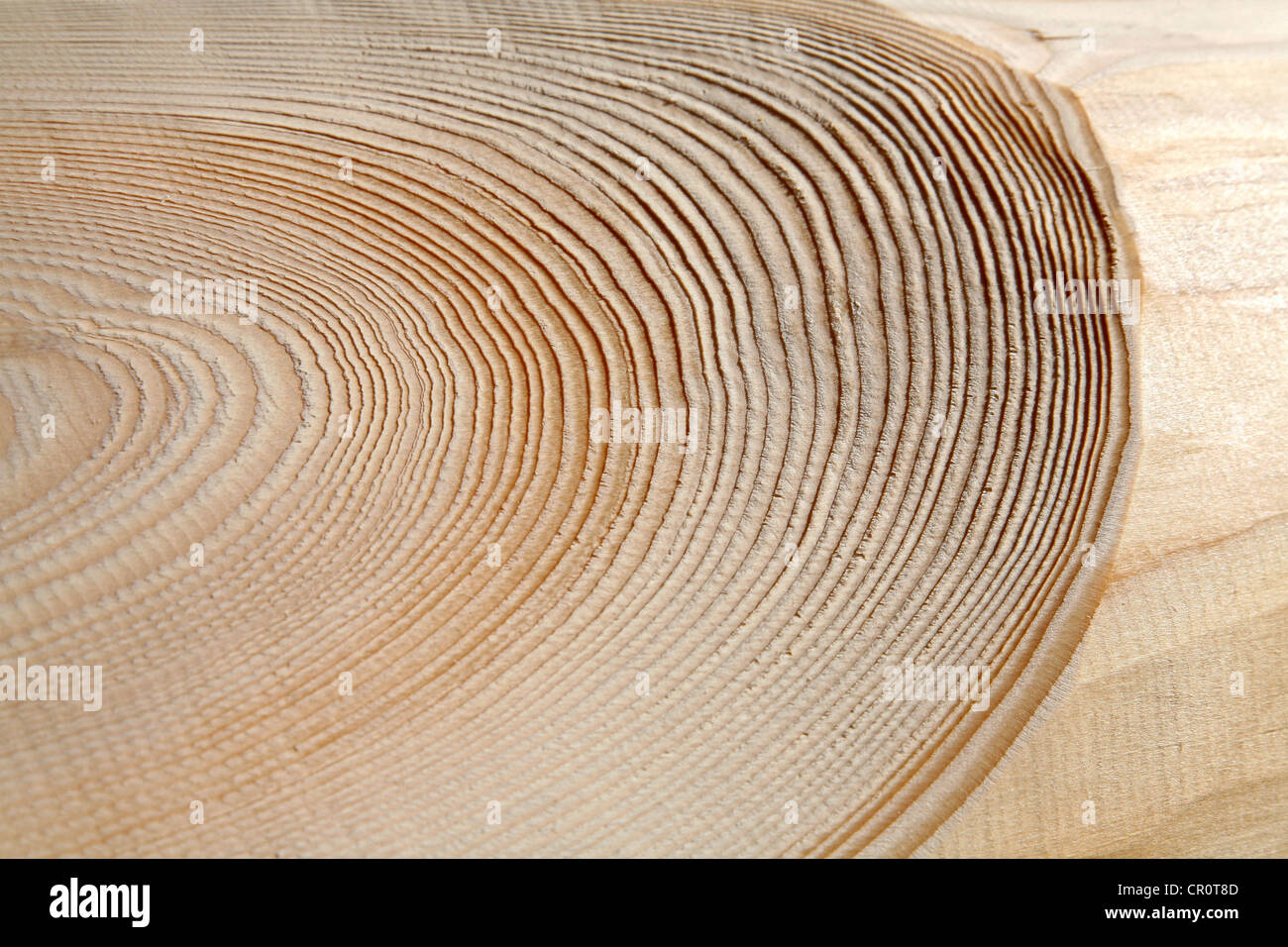 Annual rings of a tree trunk Stock Photo