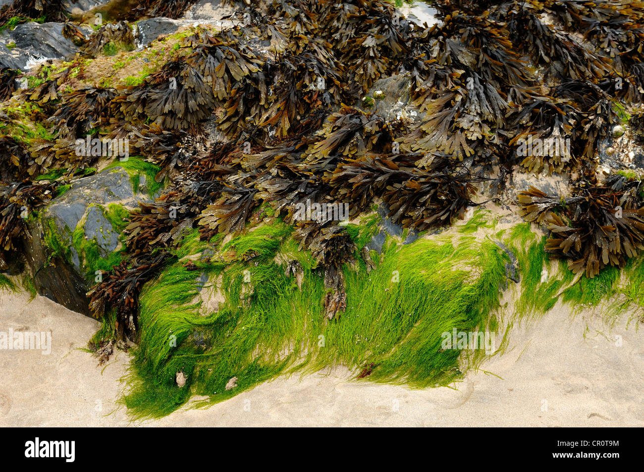 Seaweed on a rock in the harbour of Newquay, Cornwall, England, United Kingdom, Europe Stock Photo