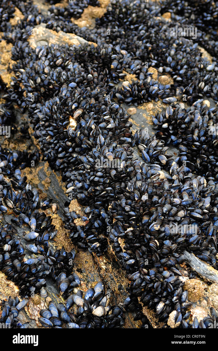 Mussels (Mytilus) on a rock on the coast of Newquay, Cornwall, England, United Kingdom, Europe Stock Photo