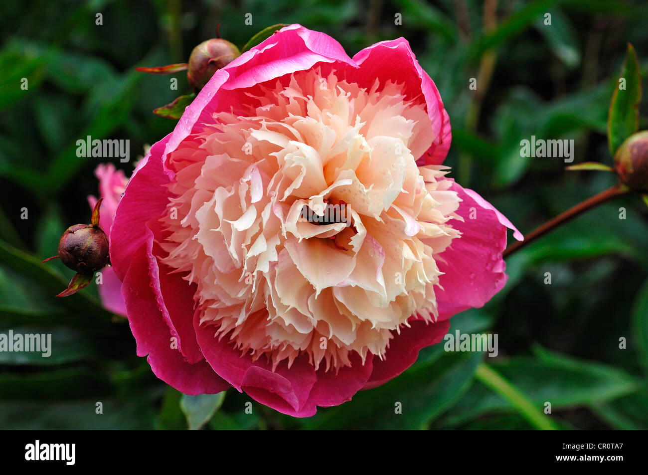 Flower of a peony (Paeonia), with buds Stock Photo