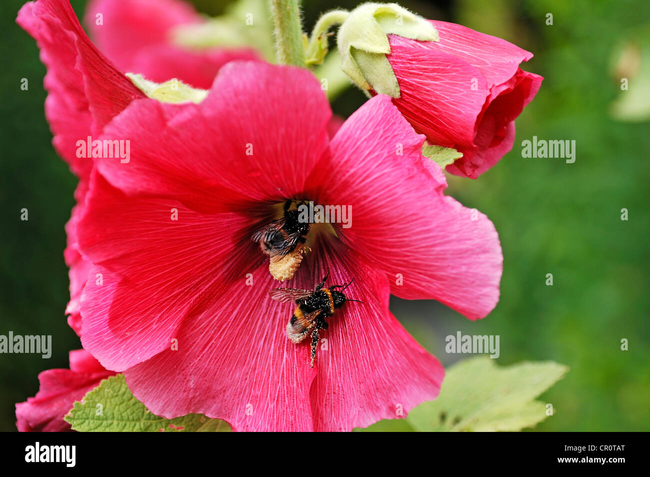 Two Bumblebees (Bombus) covered in pollen on a Hollyhook (Alcea rosea) Stock Photo