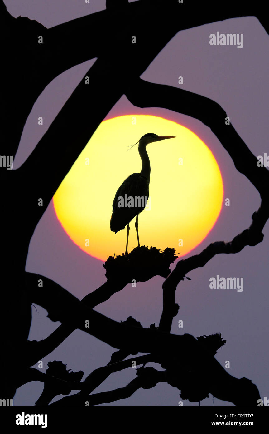 Grey Heron (Ardea cinerea), silhouetted against the sun, composing Stock Photo