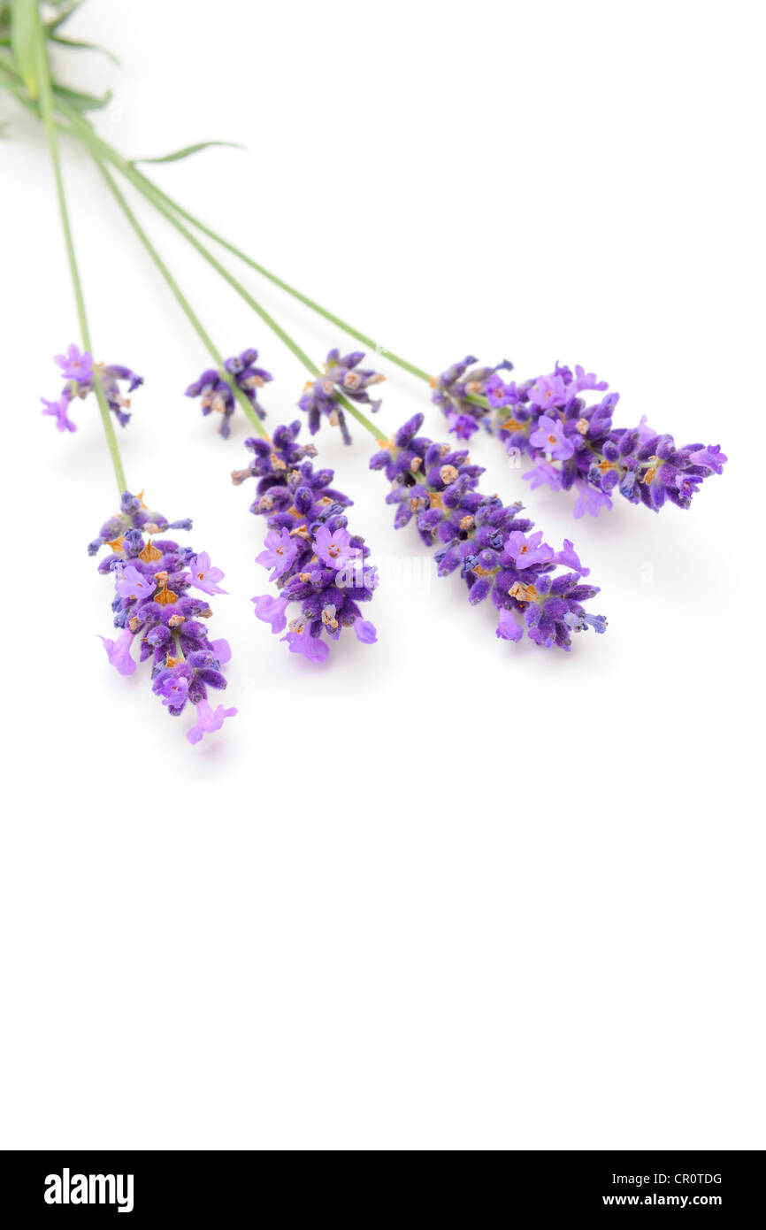 Lavender (Lavandula angustifolia) Stock Photo