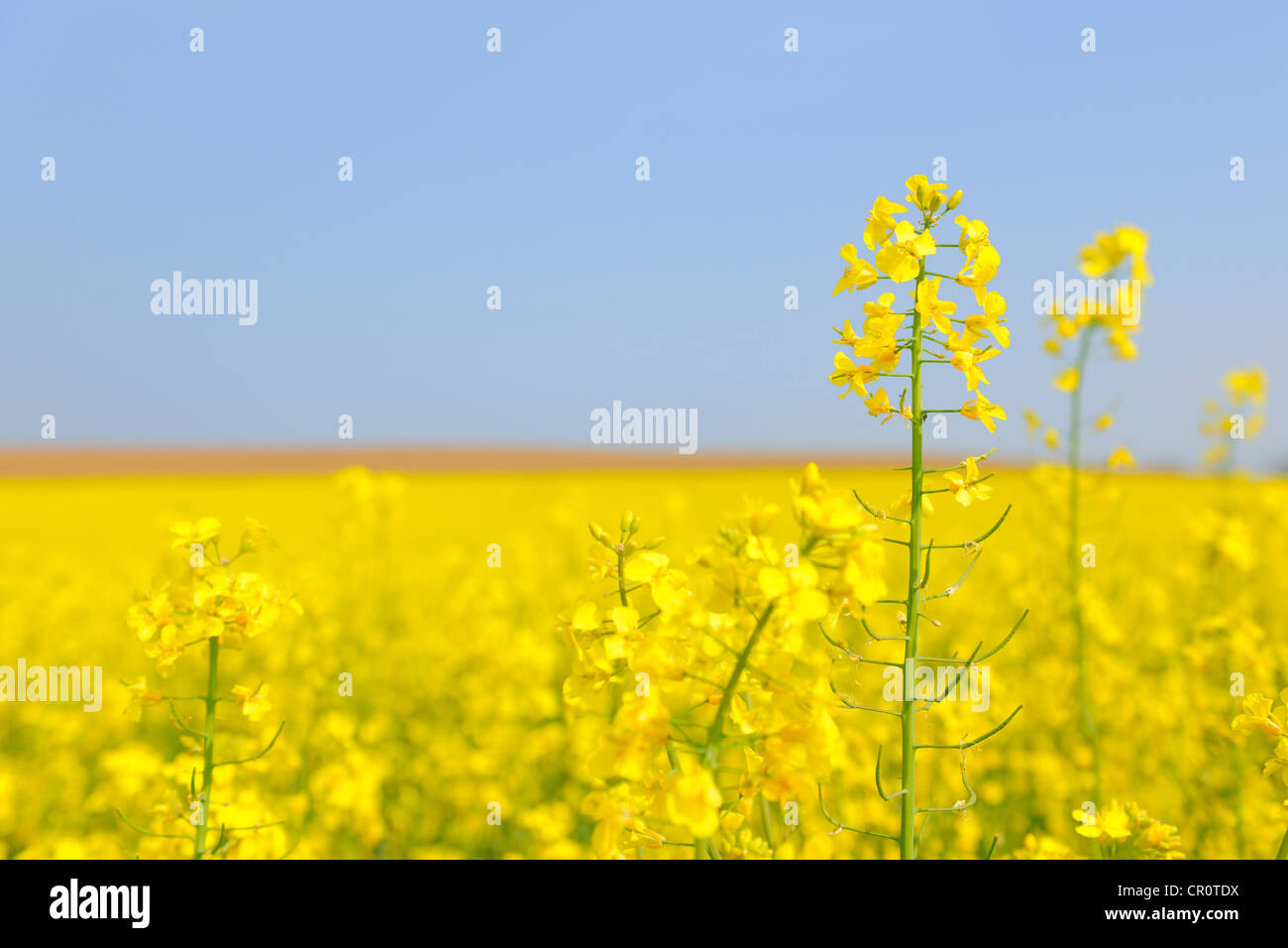 Flowering canola field (Brassica napus) Stock Photo