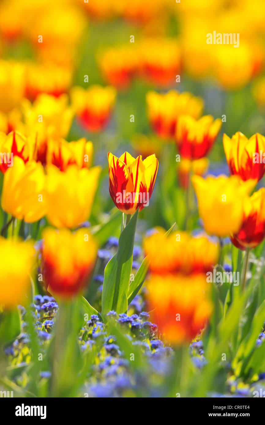 Tulips (Tulipa), red, yellow Stock Photo