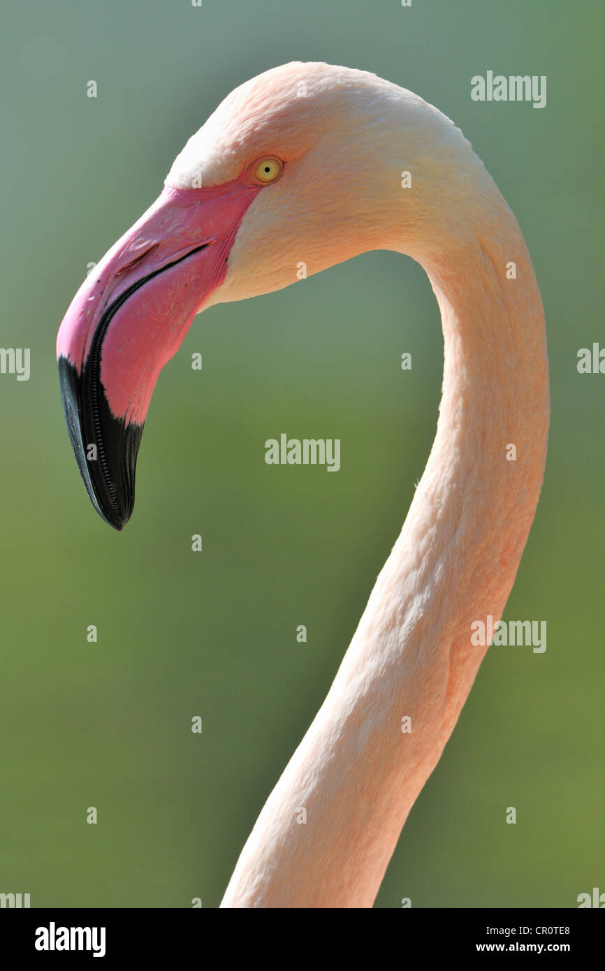 Chilean Flamingo (Phoenicopterus chilensis), portrait Stock Photo