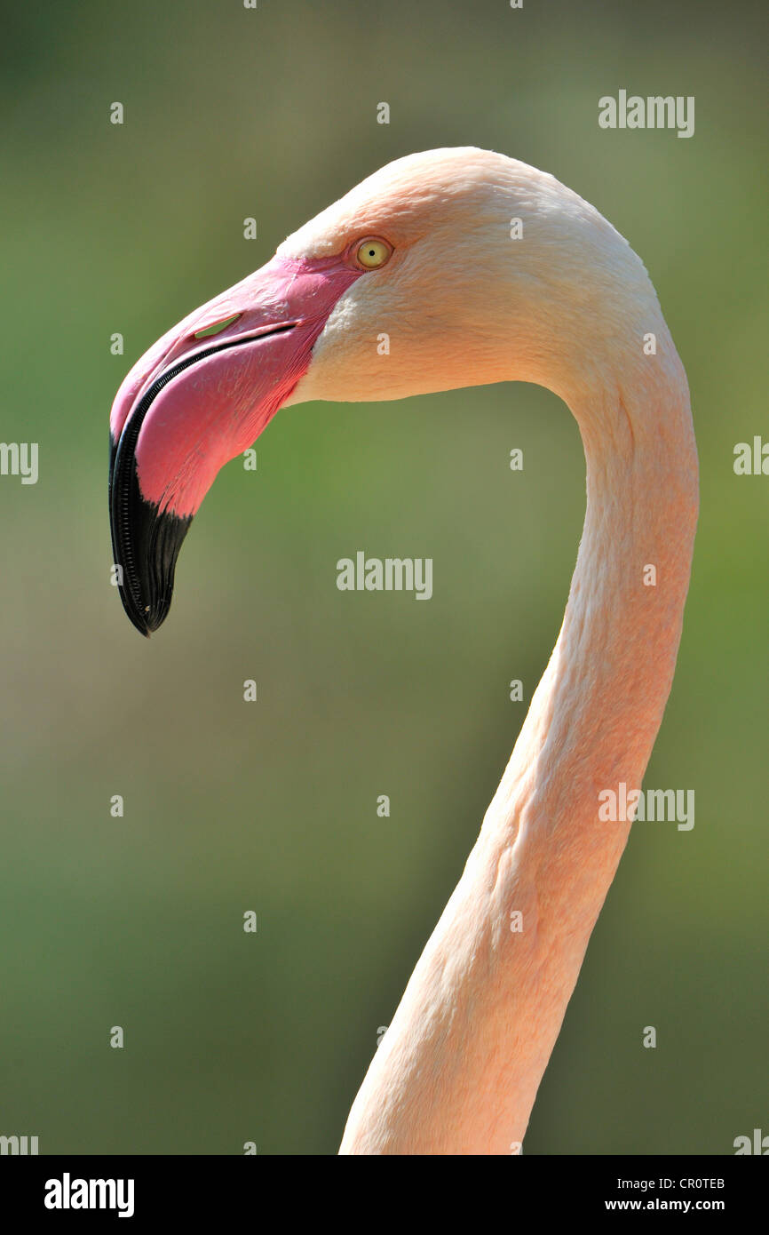 Chilean Flamingo (Phoenicopterus chilensis), portrait Stock Photo