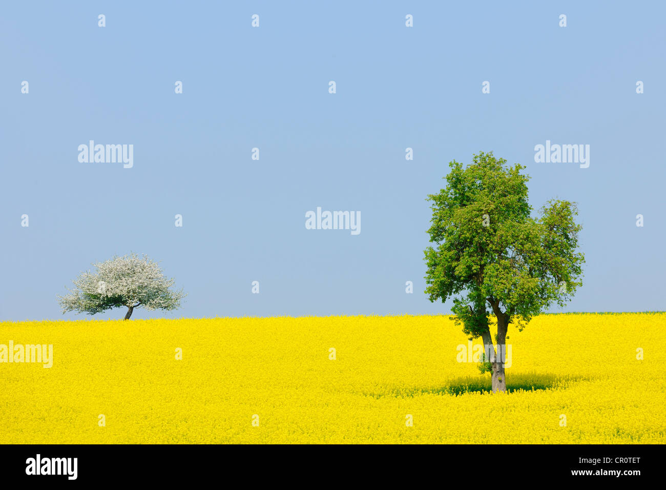 Pear tree (Pyrus) and a flowering apple tree (Malus) in a canola field, Lower Franconia, Bavaria, Germany, Europe Stock Photo