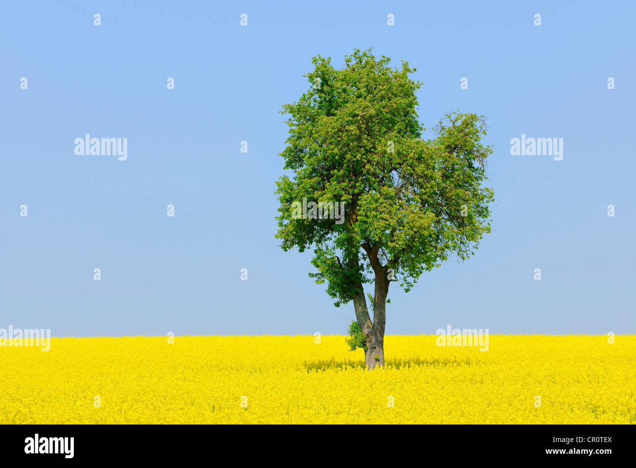 Pear tree (Pyrus) in a canola field, Lower Franconia, Bavaria, Germany, Europe Stock Photo