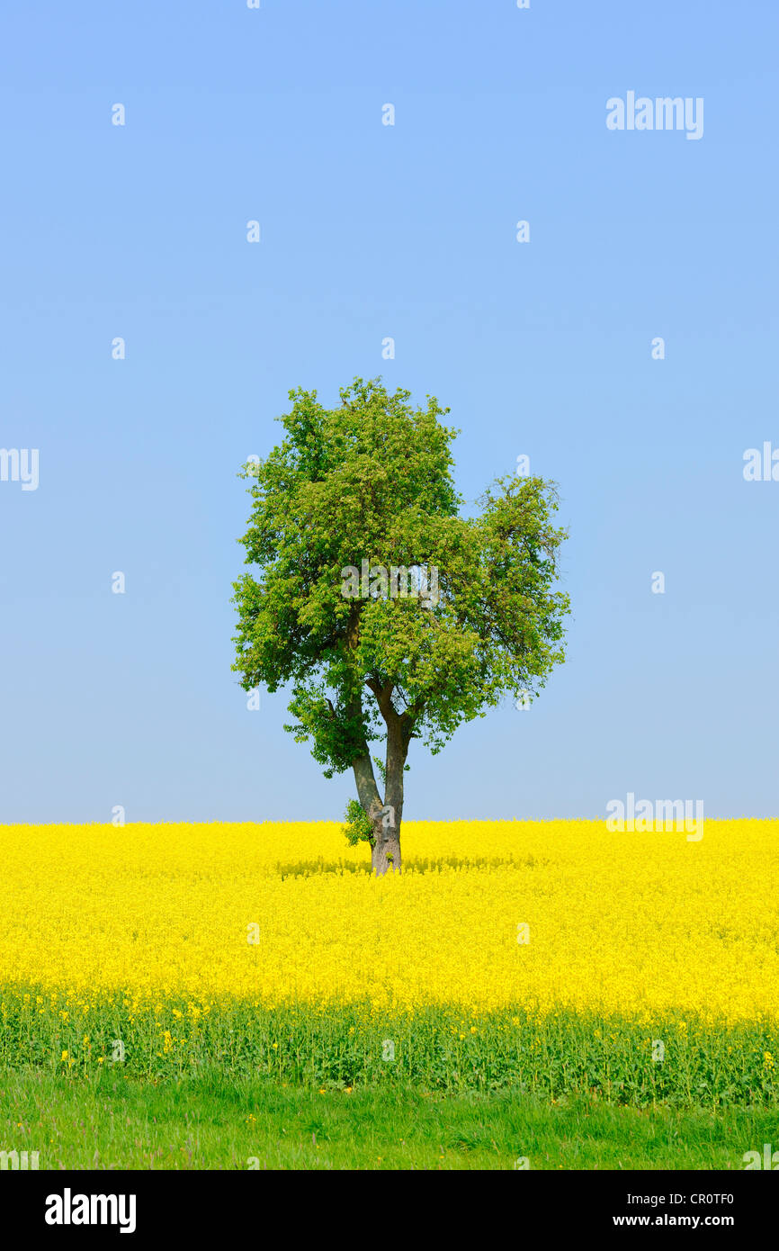 Pear tree (Pyrus) in a canola field, Lower Franconia, Bavaria, Germany, Europe Stock Photo