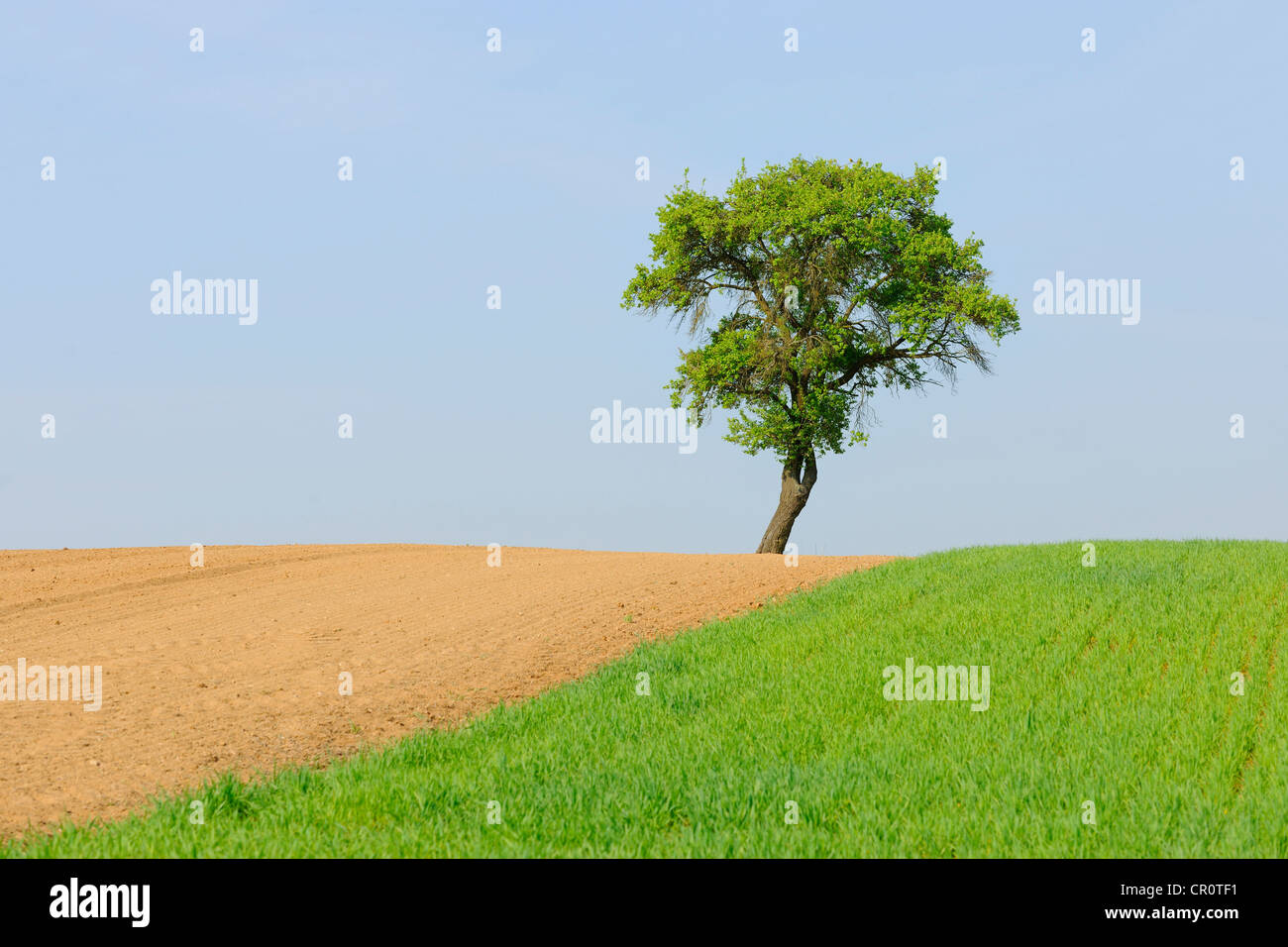 Pear tree (Pyrus) Stock Photo