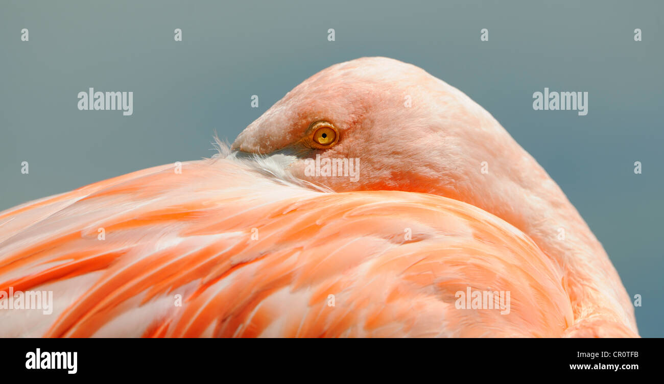 Pink Flamingo (Phoenicopterus ruber roseus) Stock Photo