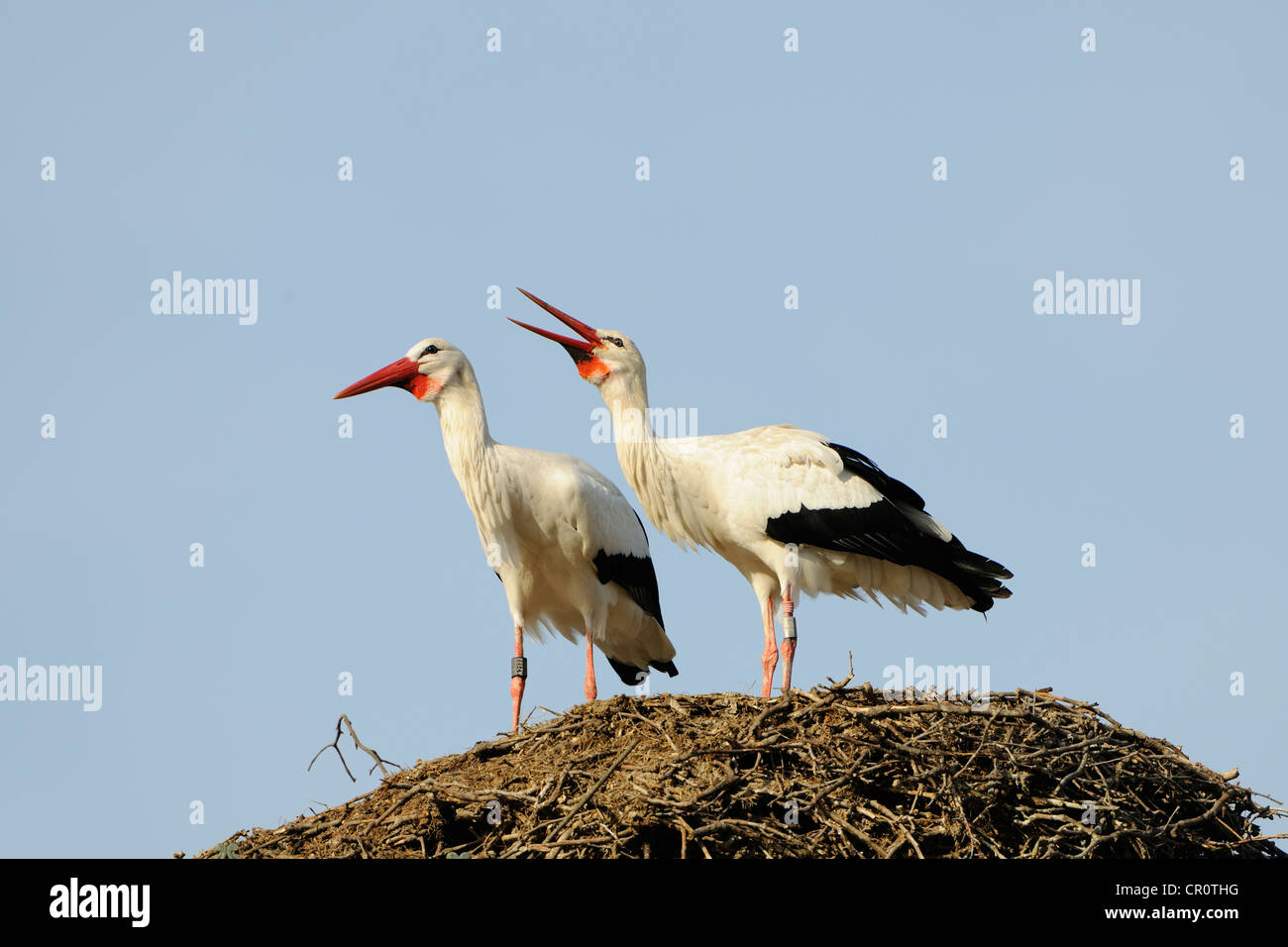 White Storks at the nest (Ciconia ciconia) Stock Photo