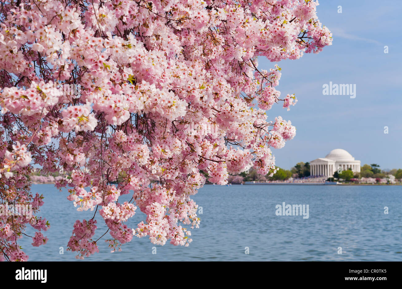USA, Washington DC, Cherry tree in blossom with Jefferson Memorial in ...