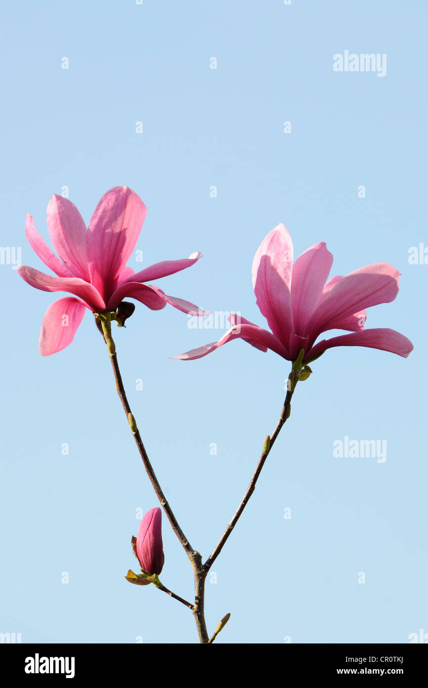 Blossoms of a magnolia (Magnolia), Heaven Scent species Stock Photo