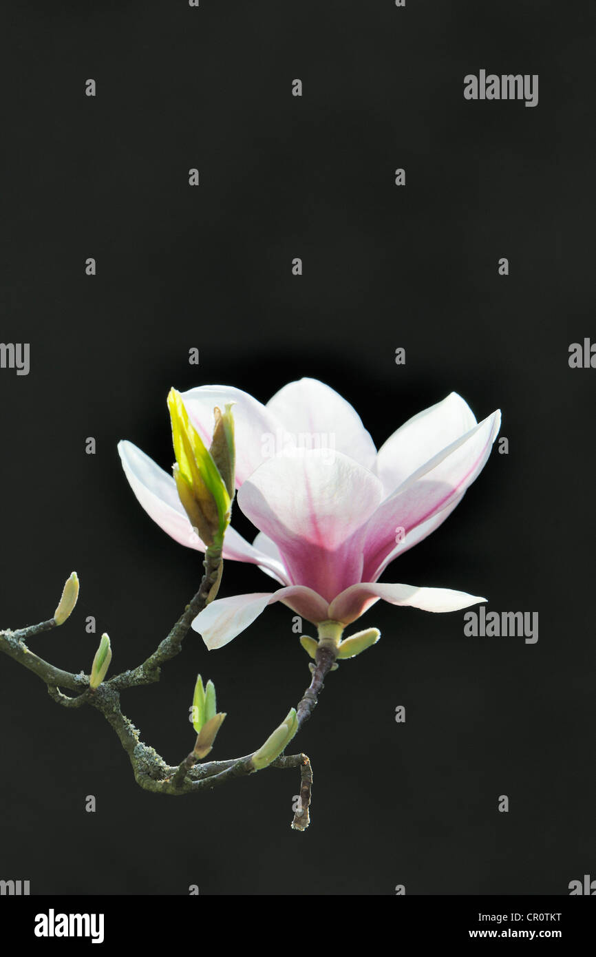 Blossom of a saucer magnolia (Magnolia x soulangeana), Amabilis
