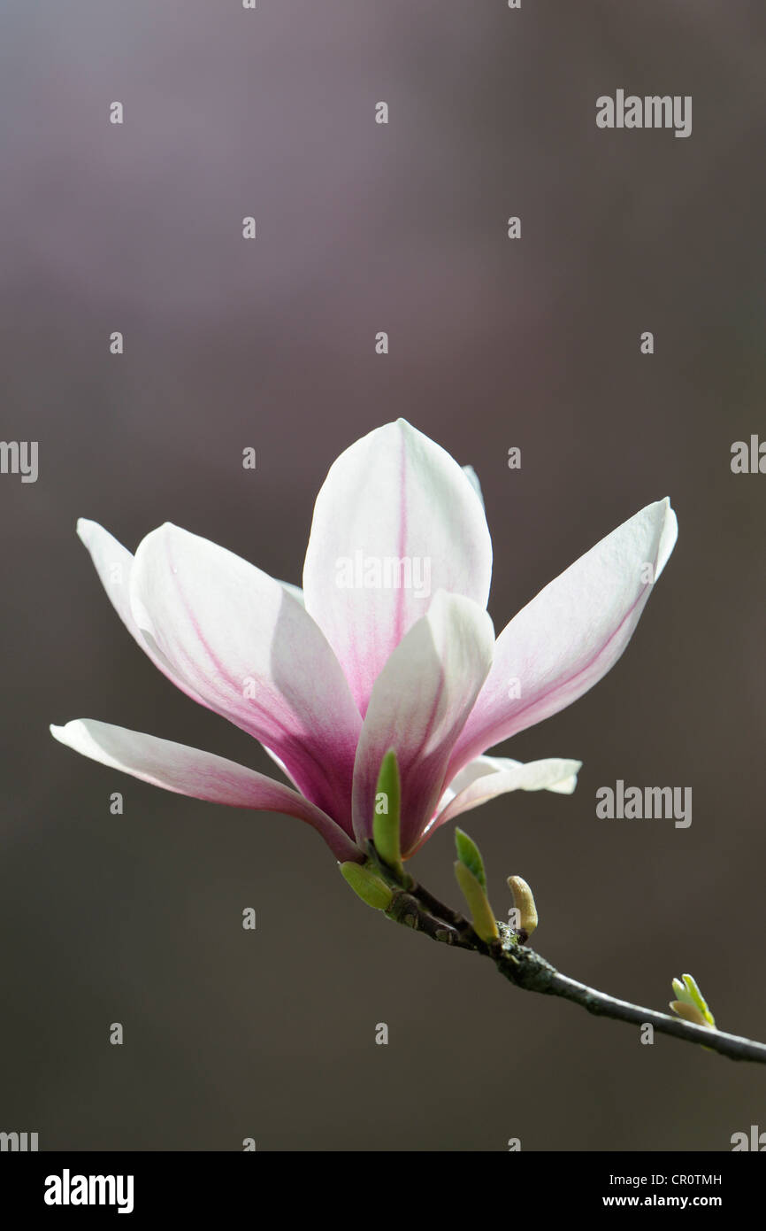 Blossom of a saucer magnolia (Magnolia x soulangeana), Amabilis