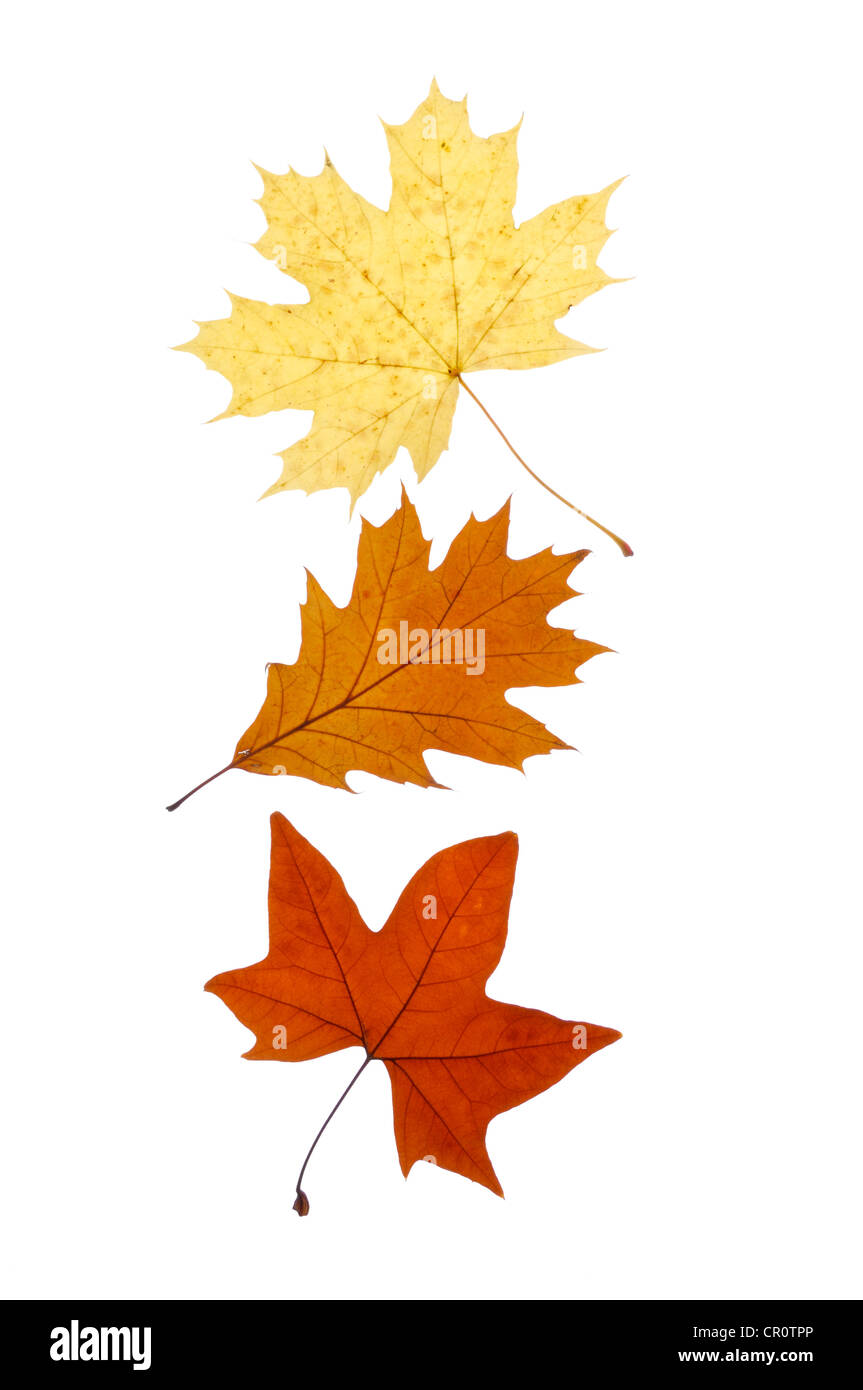 Autumn leaves, Norway Maple (Acer platanoides), Red Maple (Acer), Red Oak (Quercus rubra) Stock Photo