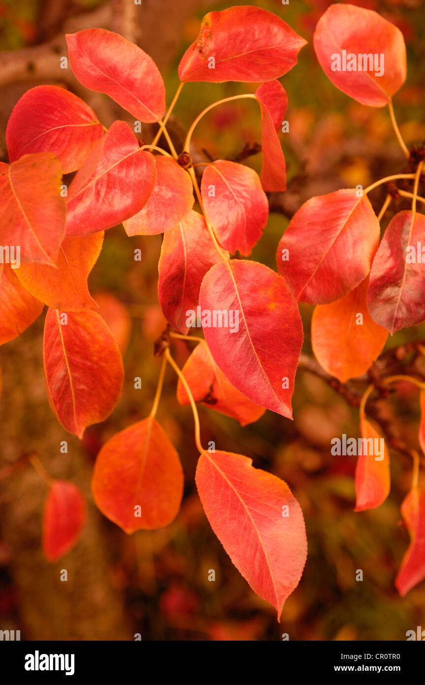 Pear (Pyrus) leaves in autumn Stock Photo