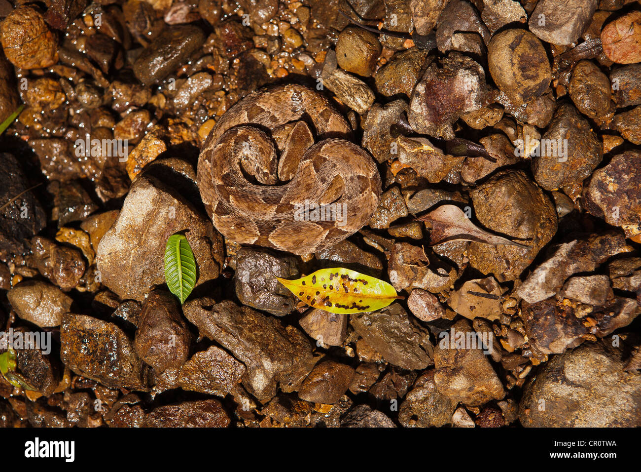 the dangerous venomous snake common lancehead fer de lance sci