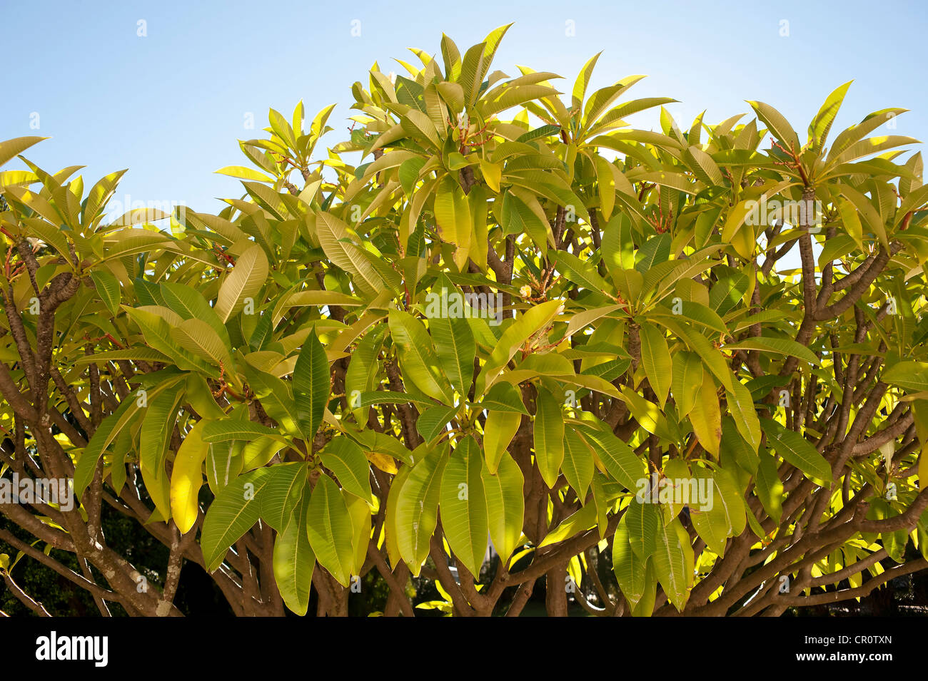 Cape Town, South Africa Stock Photo - Alamy