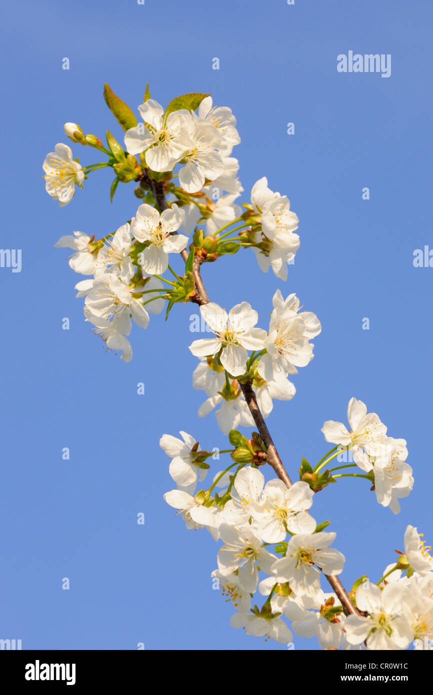 Blossoming cherry tree, detail view of branch Stock Photo