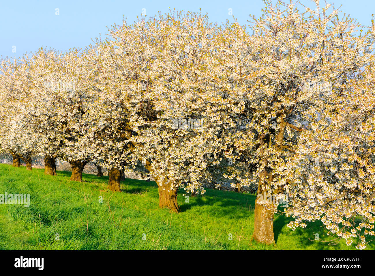 Blossoming cherry trees Stock Photo